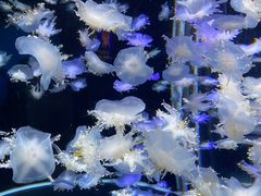 -太平洋海底世界