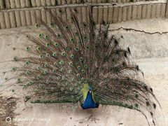 -栾川竹海野生动物园