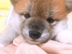 -逗柴咖啡屋·狗咖猫咖宠物桌游