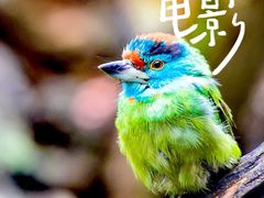 -普洱太阳河森林公园