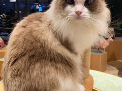 -CAT’S MEWSTAR CAFE·喵星球猫屋(晴湾咖啡店)