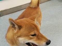 -美联众合爱康动物医院•复杂内科•肿瘤科•牙科•腔镜诊疗中心