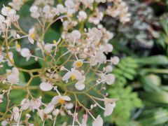 -中国科学院华南植物园