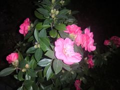 -深圳国际园林花卉博览园