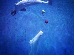 -芜湖新华联大白鲸海洋公园