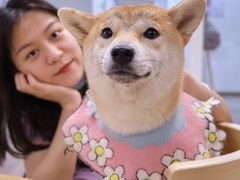 -柴迷FANS CLUB·柴犬狗咖·猫咖