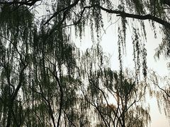 -朝阳公园