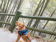 -藏龙百瀑风景区