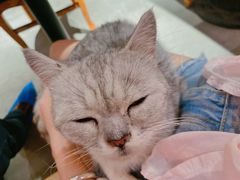 -more than meow吴止猫主题餐厅(承德 中船汇店)