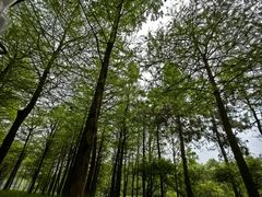 -西溪国家湿地公园