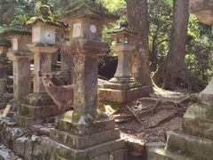 -奈良公园