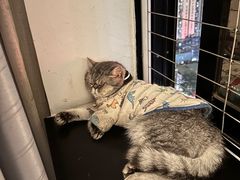 -楼上猫咖(罗湖店)