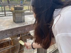 -前小桔亲子创意农场·草莓采摘·露营烧烤