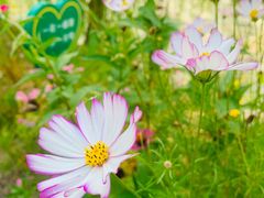 -池杉湖湿地公园