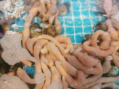 -渡海小渔村.老辈日照菜