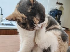 -有猫主题·治愈系猫咖(曾厝垵店)