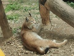 -青藏高原野生动物园