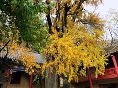 -皇藏峪国家森林公园