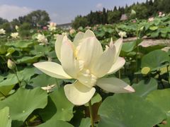 -白洋淀风景区