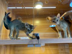 -猫十亿·布偶金渐层·曼基康矮脚猫舍(青年路店)