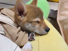 -逗柴咖啡屋·狗咖猫咖宠物桌游