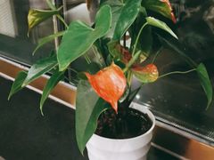 -大鸭梨烤鸭店(光彩店)