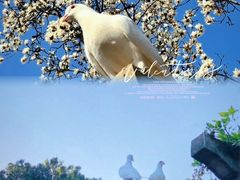 -音乐台