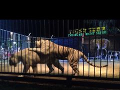 -清迈夜间动物园