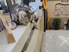 -半岛宠物医院24小时(西派城店)
