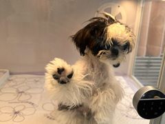 -翊宠yipet猫狗购宠庄园犬舍•猫舍