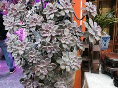 -重庆市江北嘴中央商务区中央公园