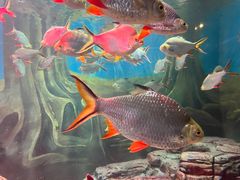 -上海海洋水族馆