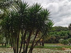 -昆明植物园