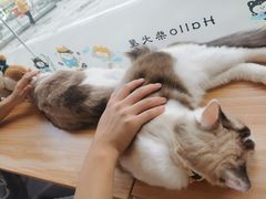 -南京Hallo宠物乐园·哈罗犬舍·柴犬繁育基地