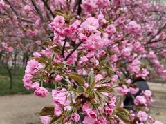 -莲花池公园
