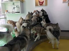 -Husky Go! 哈士奇体验馆·宠物咖啡厅狗咖