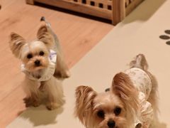 -帕帕拉兹宠物(亚洲旗舰店)