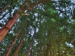 -杭州西湖风景名胜区-满觉陇四眼井