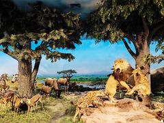 -国家自然博物馆