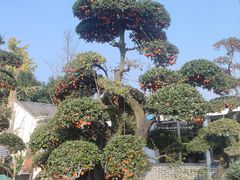 -温江公园
