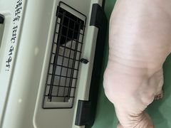 -拜鲁耶动物诊疗中心·宠家动物医院