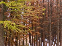 -艾溪湖湿地公园