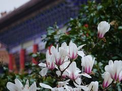 -皇罗禅寺