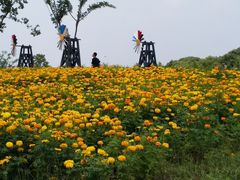 -同里国家湿地公园