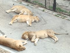 -大连森林动物园