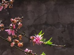 -南汇桃花村