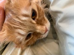 -纳吉亚猫专科动物医院博雅分院