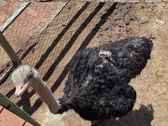 -鄂尔多斯野生动物园