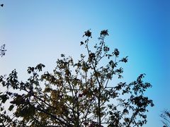 -王借岗森林公园