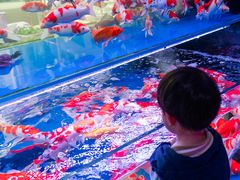 -青石桥花鸟鱼虫市场(叠翠城店)